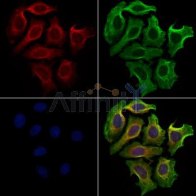 Sulfatase 1 Antibody - DF13592 staining Hela cells by IF/ICC.