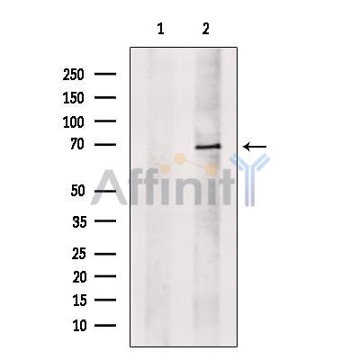 ILF1 Antibody - Western blot analysis of extracts from MCF7, using ILF1 Antibody.