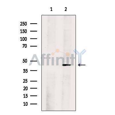 FOXQ1 Antibody - Western blot analysis of extracts from Hela cells, using FOXQ1 Antibody.