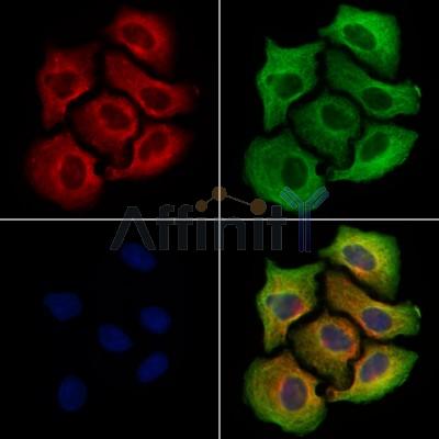 GLUT12 Antibody - DF13649 staining Hela cells by IF/ICC.