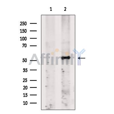Fibromodulin Antibody - Western blot analysis of extracts from MCF7, using Fibromodulin Antibody.