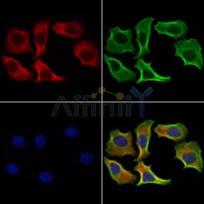 Dhh Antibody - DF13675 staining Hela cells by IF/ICC.