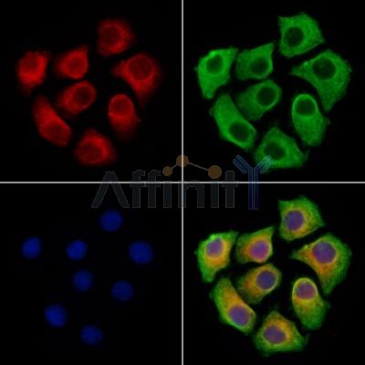 Hyaluronan synthase 2 Antibody - DF13702 staining Hela cells by IF/ICC.