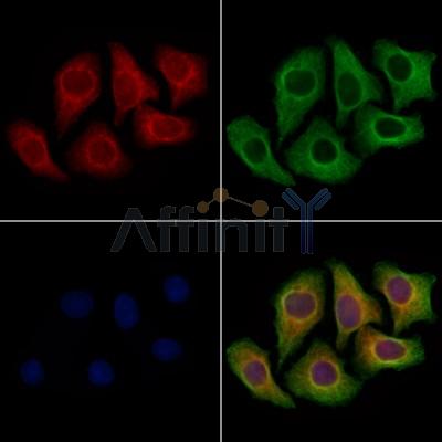 SPRED2 Antibody - DF13707 staining Hela cells by IF/ICC.