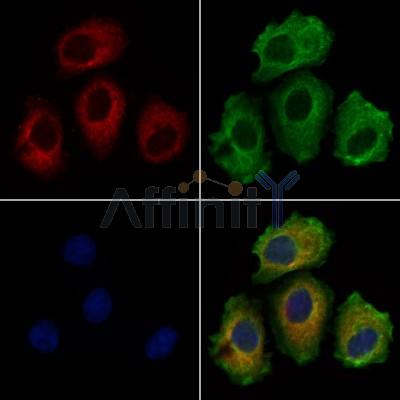 ITIH1 Antibody - DF13719 staining Hela cells by IF/ICC.