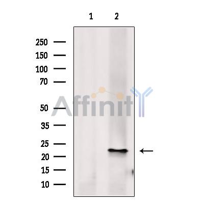 Histone H1.1 Antibody - Western blot analysis of extracts from Huvec, using Histone H1.