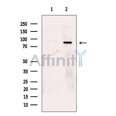 TB10B Antibody - Western blot analysis of extracts from HEK293, using TB10B Antibody.