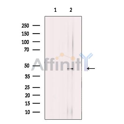 KLF12 Antibody - Western blot analysis of extracts from 293T, using KLF12 Antibody.