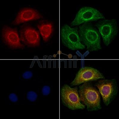 TRIO Antibody - DF2685 staining Hela cells by IF/ICC.