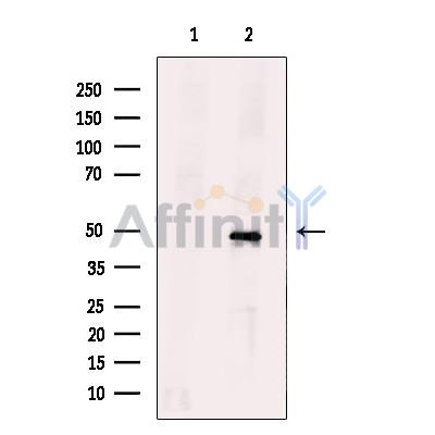 ZNF24 Antibody - Western blot analysis of extracts from HUVEC cells, using ZNF24 Antibody.