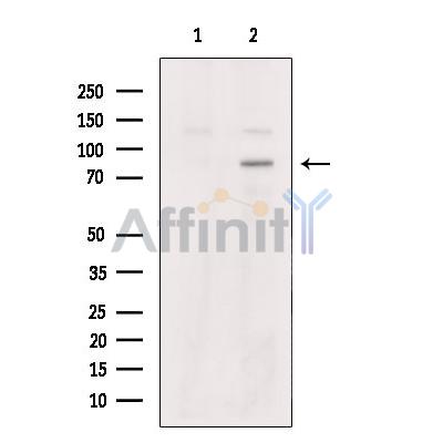 SFRS17A Antibody - Western blot analysis of extracts from NIH-3T3 cells, using SFRS17A Antibody.