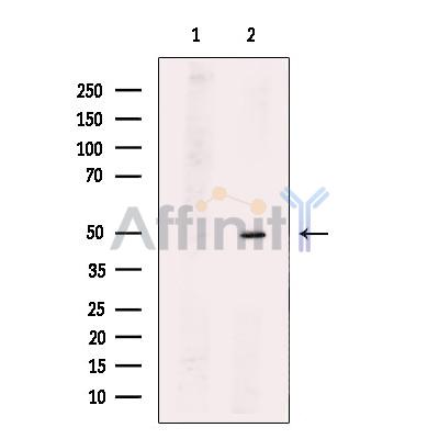 TSSC1 Antibody - Western blot analysis of extracts from COS7 cells, using TSSC1 Antibody.