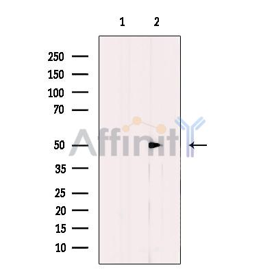 CDC20 Antibody - Western blot analysis of extracts from HeLa cells, using p55CDC Antibody.