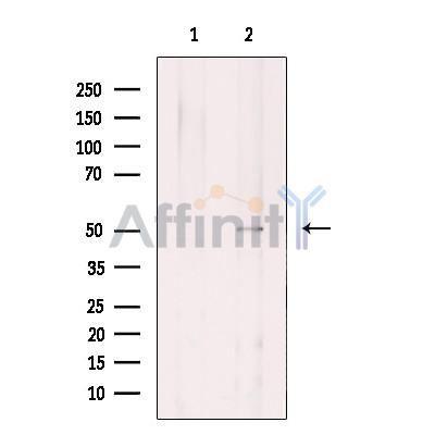 ANGPTL7 Antibody - Western blot analysis of extracts from HepG2, using ANGPTL7 Antibody.