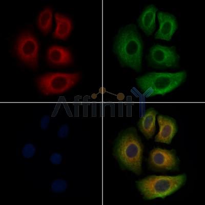 APOF Antibody - DF3784 staining Hela cells by IF/ICC.
