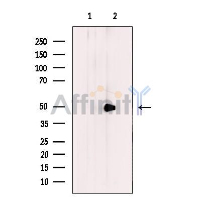 BMP10 Antibody - Western blot analysis of extracts from Jurkat cells, using BMP10 Antibody.