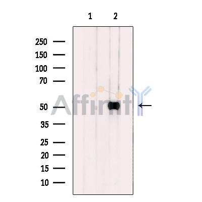 CPA5 Antibody - Western blot analysis of extracts from 293 cells, using CPA5 Antibody.