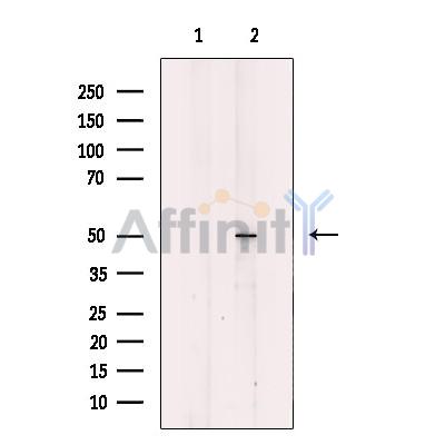 MYLIP Antibody - Western blot analysis of extracts from HeLa, using MYLIP Antibody.