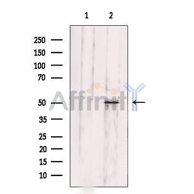 FBLN5 Antibody - Western blot analysis of extracts from 3T3 cells, using FBLN5 Antibody.