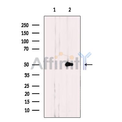NLE1 Antibody - Western blot analysis of extracts from COS cells, using NLE1 Antibody.