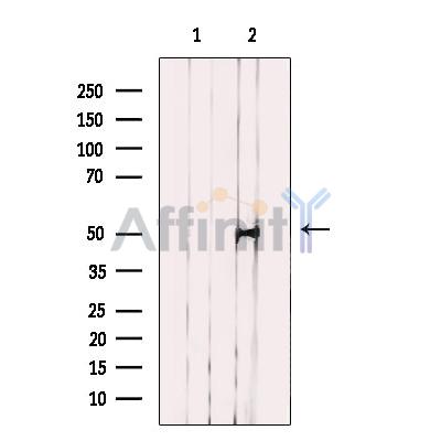 NFYC Antibody - Western blot analysis of extracts from 293 cells, using NFYC Antibody.