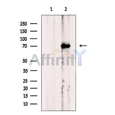 NOLC1 Antibody - Western blot analysis of extracts from K562 cells, using NOLC1 Antibody.