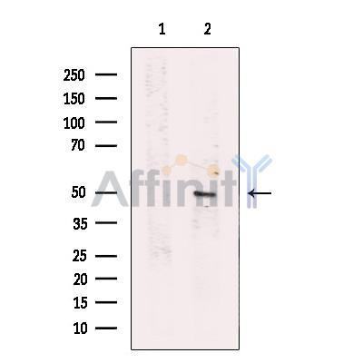 SERPINA11 Antibody - Western blot analysis of extracts from HT-29 cells, using SERPINA11 Antibody.