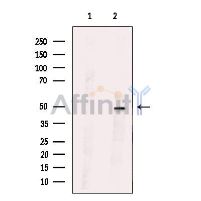 SYT13 Antibody - Western blot analysis of extracts from HuvEc cells, using SYT13 Antibody.