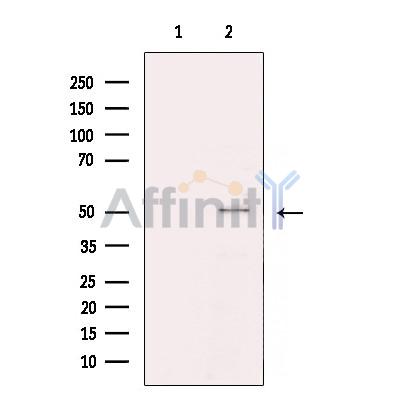 UBFD1 Antibody - Western blot analysis of extracts from K562 cells, using UBFD1 Antibody.