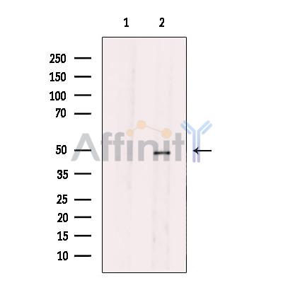 SLC30A4 Antibody - Western blot analysis of extracts from A549 cells, using SLC30A4 Antibody.