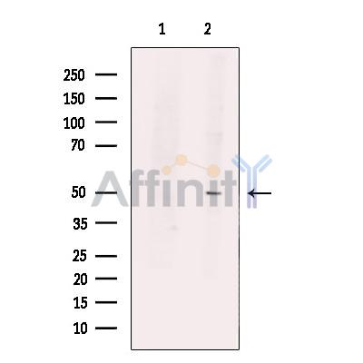 ZNF446 Antibody - Western blot analysis of extracts from HuvEc cells, using ZNF446 Antibody.