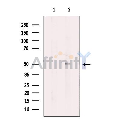 TUBA3C/E Antibody - Western blot analysis of extracts from HuvEc, using TUBA3C/E Antibody.