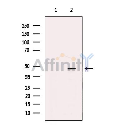 ZAR1 Antibody - Western blot analysis of extracts from 293 cells, using ZAR1 Antibody.