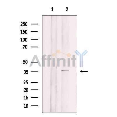 CD300LG Antibody - Western blot analysis of extracts from L929, using CD300LG Antibody.