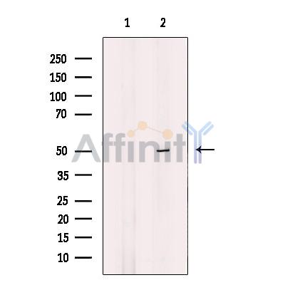 GPR151 Antibody - Western blot analysis of extracts from HUVEC cells, using GPR151 Antibody.