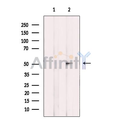 GPR180 Antibody - Western blot analysis of extracts from Mouse lung, using GPR180 Antibody.