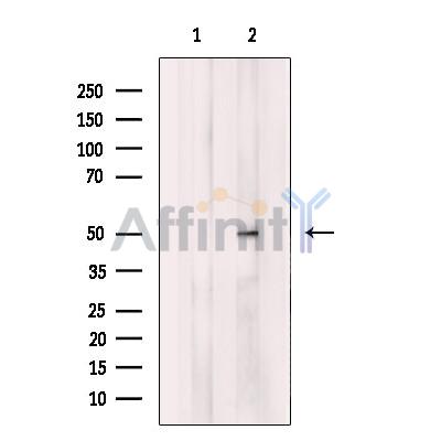 GPR103 Antibody - Western blot analysis of extracts from LOVO cells, using GPR103 Antibody.