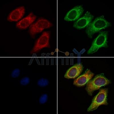 DRP1 Antibody - DF7037 staining Hela cells by IF/ICC.