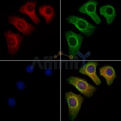 PSRC1 Antibody - DF7366 staining Hela cells by IF/ICC.