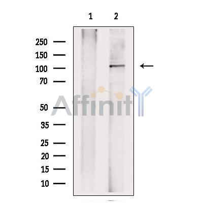 NLRP3 Antibody - Western blot analysis of extracts from Hybridoma cells, using NLRP3 Antibody.