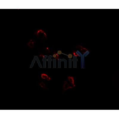 GM130 Antibody - DF7556 staining HepG2 cells by ICC/IF.