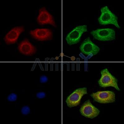 SAA4 Antibody - DF7899 staining Hela cells by IF/ICC.