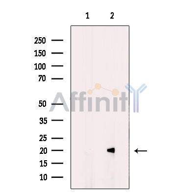 MRAP Antibody - Western blot analysis of extracts from NIH-3T3, using MRAP Antibody.