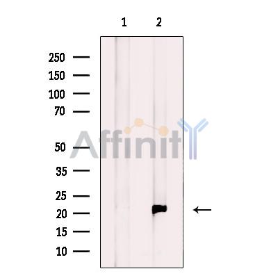 MRPS28 Antibody - Western blot analysis of extracts from HepG2, using MRPS28 Antibody.