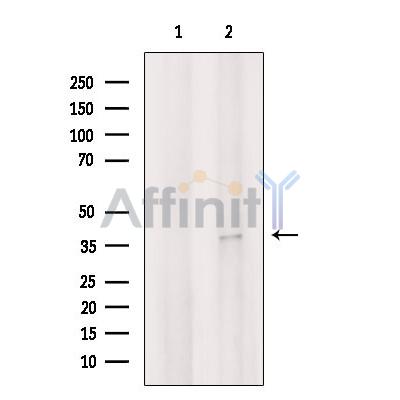 SFRP3 Antibody - Western blot analysis of extracts from 3T3, using SFRP3 Antibody.
