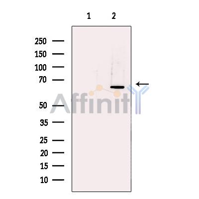HSP60 Antibody - Western blot analysis of extracts from Hela cells, using HSP60 Antibody.