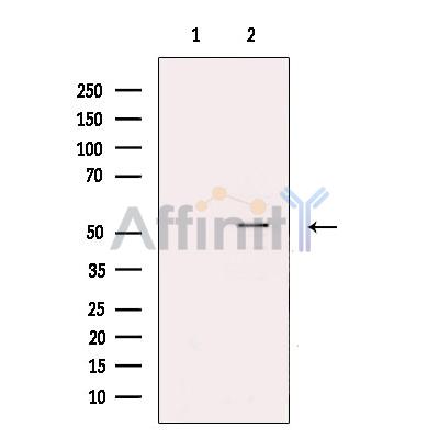 STEAP4 Antibody - Western blot analysis of extracts from Hela cells, using STEAP4 Antibody.