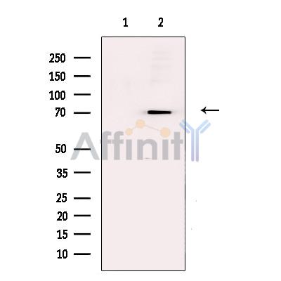 MMP2 Antibody - Western blot analysis of extracts from Hela cells, using MMP2 Antibody.