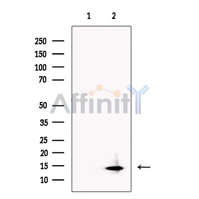 Histone H2B Antibody - Western blot analysis of extracts from Hela cells, using Histone H2B Antibody.