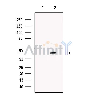 TGF beta 1 Antibody - Western blot analysis of extracts from 3T3, using TGF beta1 Antibody.